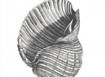 cizgi-calismalari-01